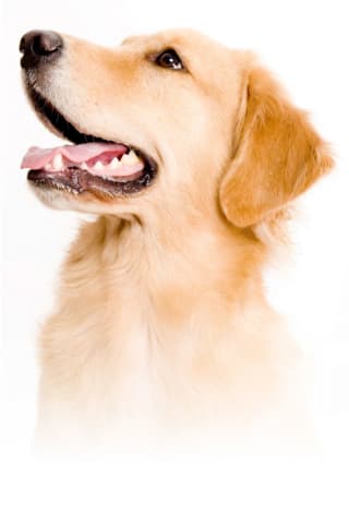 Gratis BF Petfood probeerpakket Hond