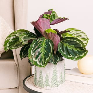 Planta gratis con pedidos superiores a 49€