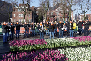 Gratis tulpen plukken in Amsterdam