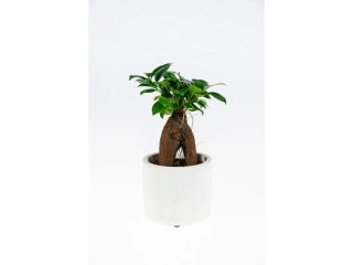 Kamerplant in pot voor €2,99 bij de Lidl