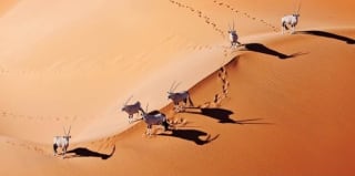 2×1 Dunas en Namibia 9 días desde 1699€ por persona.