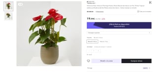 Planta Natural de Interior con Flor por 14,99€