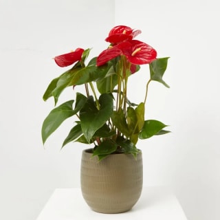 Planta Natural de Interior con Flor por 14,99€