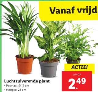 Luchtzuiverende planten ca. 28 cm hoog voor €2,49 bij de Lidl