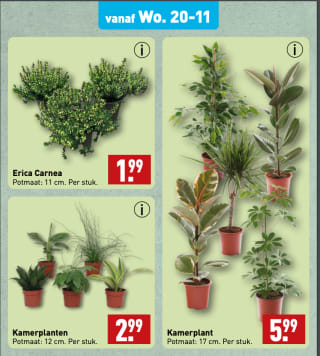 Kamerplant voor 5,99 euro