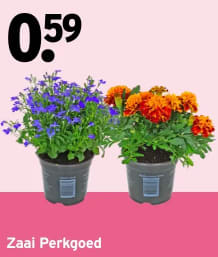 Perkplantjes 10 voor €1 bij Gamma tijdens plantjesmarkt 7-10 april