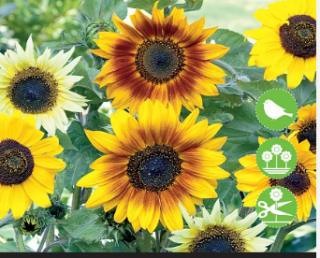 Gratis zonnebloem zaadjes bij Intratuin