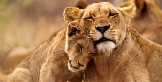 Sudáfrica 8 días por 1599€.