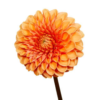 25% korting op bloembollen bij The Bulb Farmers