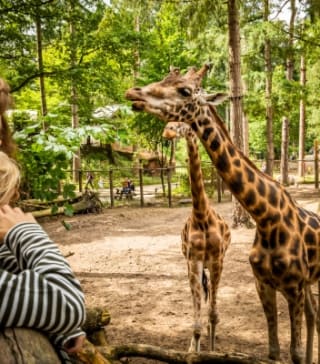 Dierentuin tickets voor €18,50 via Hema