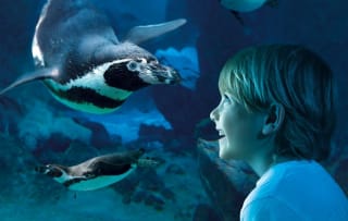 Familie ticket SEA LIFE Blankenberge voor €37,50