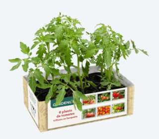 Lot de 6 plants de tomates anciennes Gardenline à 3,99€