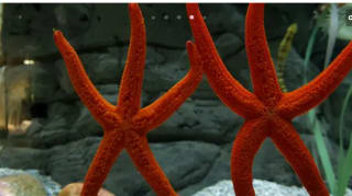 Estancia Hotel de 4*+entradas acuario de Sevilla por 32€ pxp (mín2p)