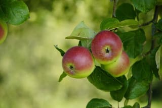 Gratis Appelboom na inruilen papier en karton (Den Haag)