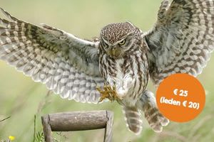 2 Online vogel cursussen Vogelbescherming gratis