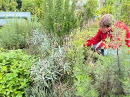 2 gratis tuinplanten gratis in ruil voor twee tegels via maandvandegroenetuin