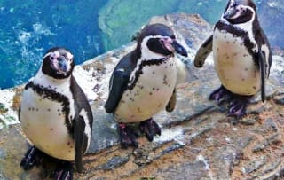 Ticket voor Sea Life Blankenberge voor €16