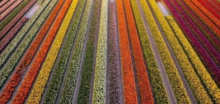 Escapada a Ámsterdam 3 dias Hoteles + Vuelos desde 269€ por persona.persona