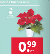 Flor de Pascua Mini por 0,99€