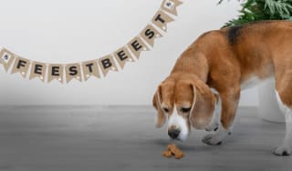 Gratis Dierenbescherming Feestbeestpakket voor je Hond