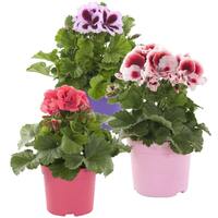 AH Plantjesmarkt diverse varianten vanaf €1,29 per tray