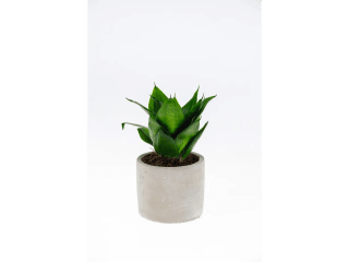 Kamerplant in pot voor €2,99 bij de Lidl