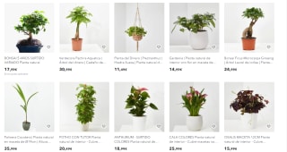 Descuentos en Verdecora desde Miravia