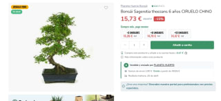 Bonsái Sageretia theezans 6 años Ciruelo Chino por 15,73€