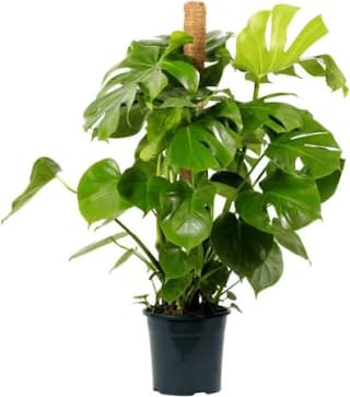 Monstera deliciosa planta verde 110-120 cm por 74,99€
