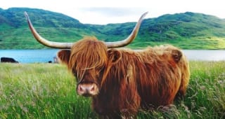 Vuelos baratos a Escocia y Tierras Altas desde 33€ ida/vuelta.