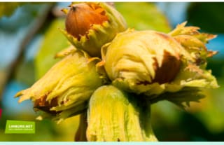 Gratis hazelaar boom voor inwoners van Limburg