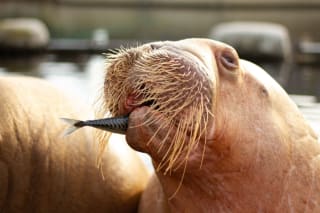 Dolfinarium tickets voor €15