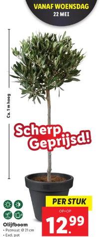 Olijfboom, pot maat 21 cm, hoogte ca 1 m. voor €12,99 bij de Lidl