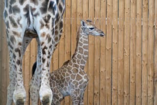 Tickets voor Wildlands Adventure Zoo Emmen voor €16,95