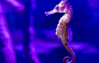 Tickets voor Sealife Blankenberge voor €15,60 via Tripper