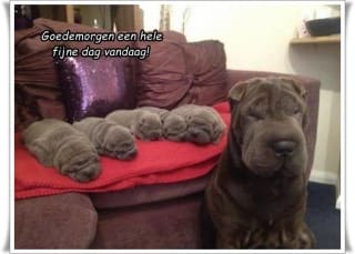 Marvel Hail Hydra bordspel voor €16,82 bij Amazon