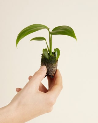 1+1 gratis op plantjes bij PLNTS