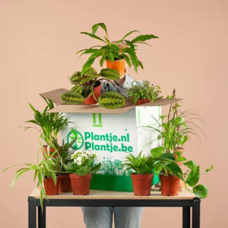 Groene Kneusjesbox met 12 plantjes voor €29,99 bij plantje.nl