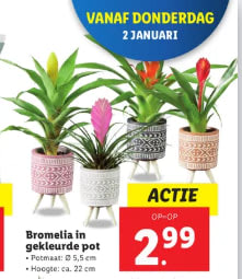 Diverse Kamerplanten vanaf €2,99 bij de Lidl