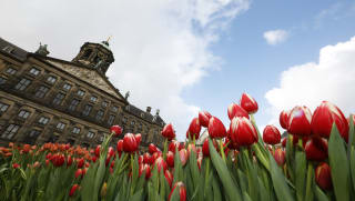 Gratis Tulpen plukken op Nationale Tulpendag 2023 in Amsterdam