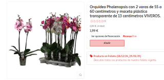 Orquidea Phalenopsis con 2 varas y maceta plástica transparente por 1,99€