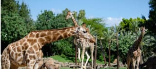 estancia en Hotel Travelodge Valencia Aeropuerto +entrada en Bioparc Valencia por 48€ pxp (mín2p)