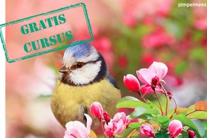 2 Online vogel cursussen Vogelbescherming gratis