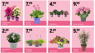 Plantjesmarkt bij Gamma 2 t/m 5 mei