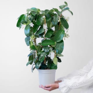 15% descuento en tu compra Interflora