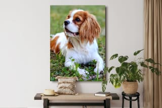 Foto op canvas 90x60 cm + code €16,99 + gratis verzending