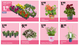 Plantjesmarkt bij Gamma 2 t/m 5 mei