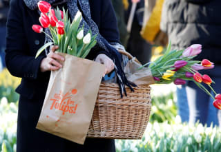 Gratis tulpen plukken in Amsterdam