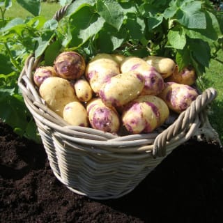 Earn seed potatoes as low as 10p from Wilko