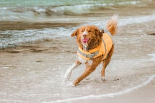 Tot 61% korting op hondentuigjes en riemen bij Hurtta